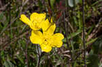 Narrowleaf evening-primrose